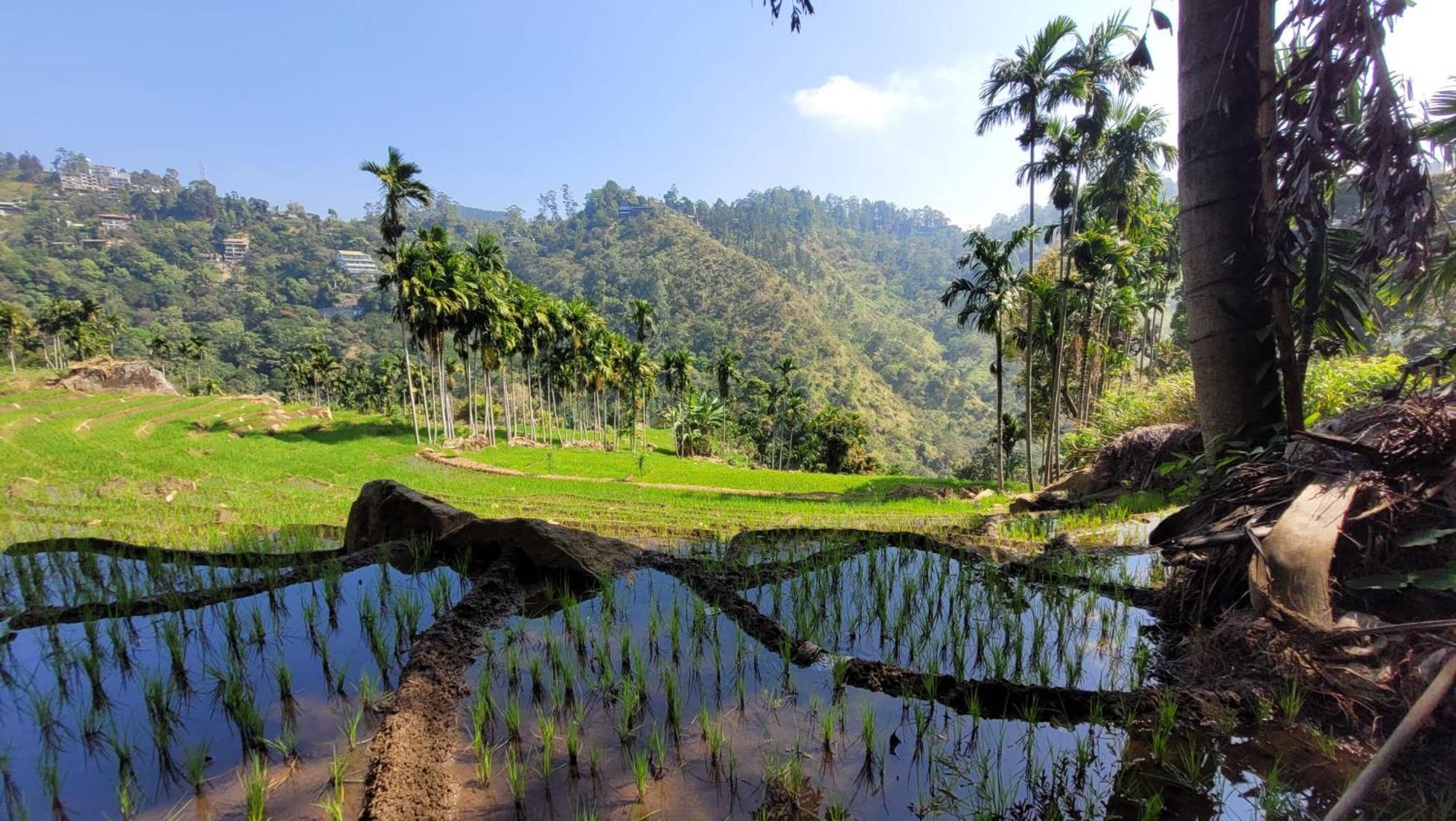 Forest Rawana Homestay Ella Kültér fotó