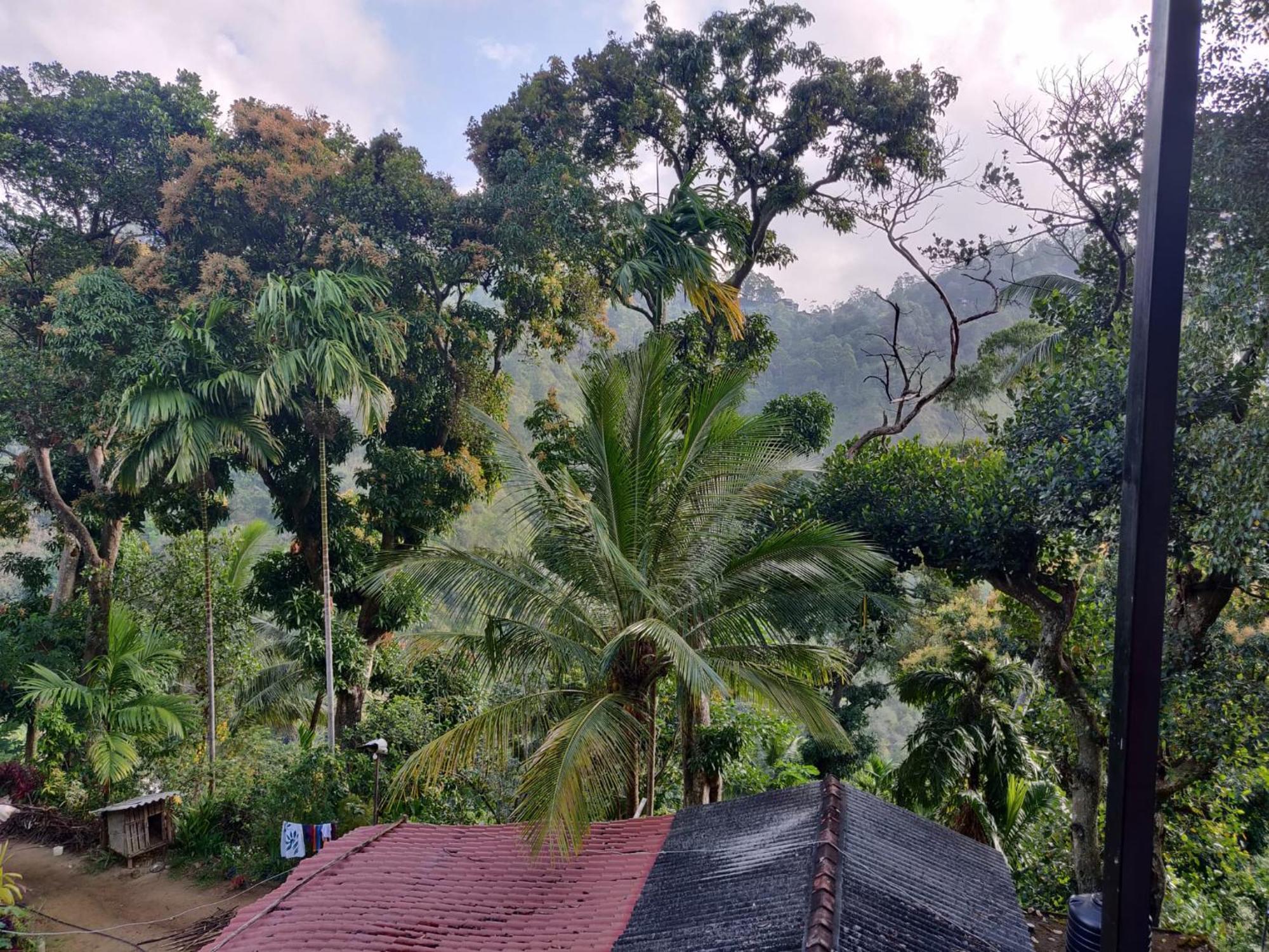 Forest Rawana Homestay Ella Kültér fotó