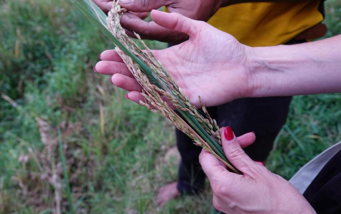 Forest Rawana Homestay Ella Kültér fotó
